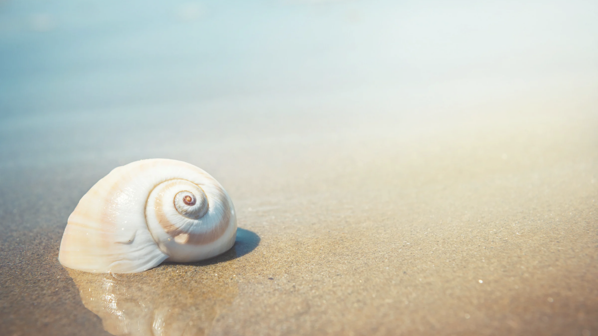 Kraftfeldpraxis mit Karoline Taffertshofer neurospirituelle Integration beruhigt das Nervensystem, so das Symbolbild Muschel am Strand